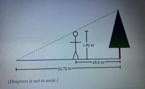 Scarlett is 1.85 meters tall. At 1 p.m., she measures the length of a tree's shadow to be 33.75 met