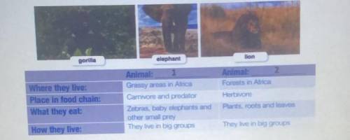 What are the two animals they are describing?