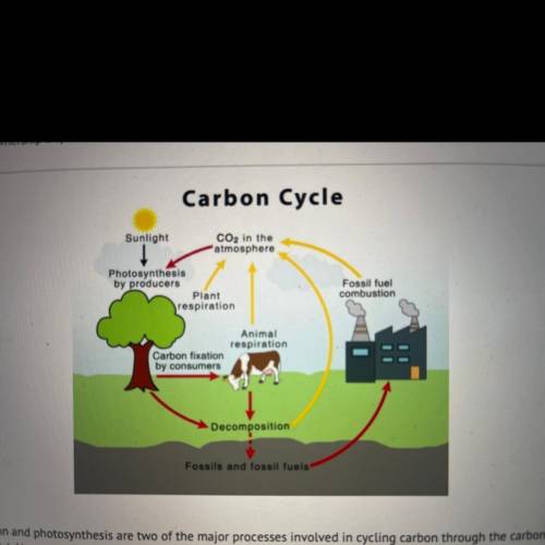 Cellular respiration and photosynthesis are two of the major processes involved in cycling carbon t
