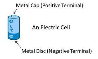 Describe about simple cell. with well label diagram.