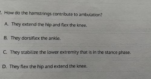 How do the hamstrings contribute to ambulation?