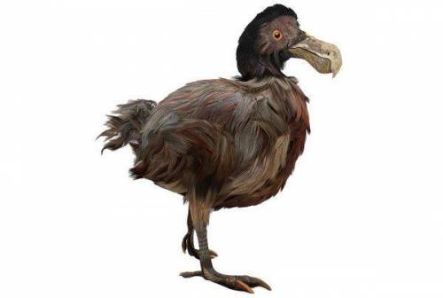 Pls, what is a dodo bird?