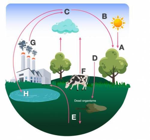 Using the diagram above, match the description to the corresponding location in the carbon cycle mo