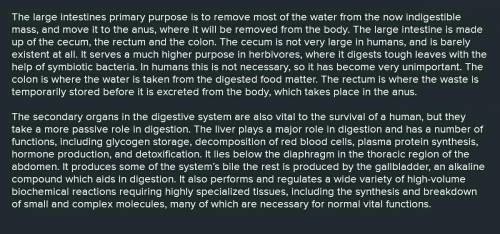 Explain the digestive process in an essay.