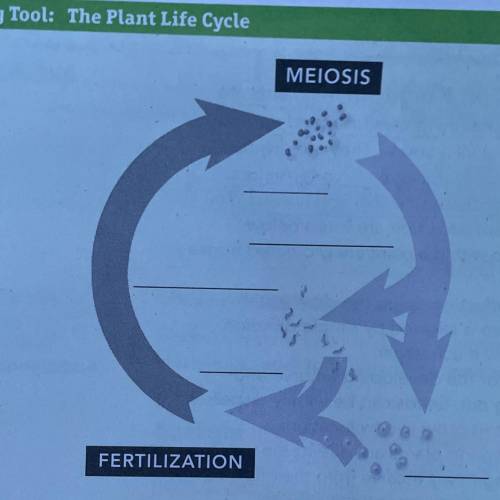 1. On the diagram, label each stage of the plant life cycle with the following terms: spores,

gam