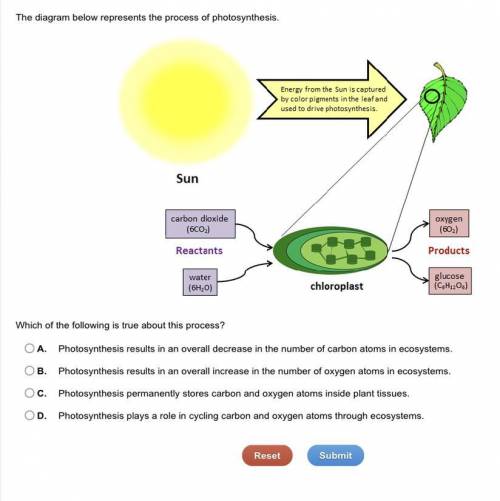 The diagram below represents the process of photosynthesis.

 
Which of the following is true about