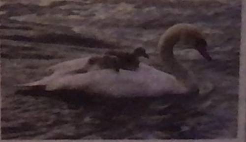 Is work being done on the two baby swans by the mother swan - explain