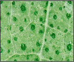 Which image shows stomata?