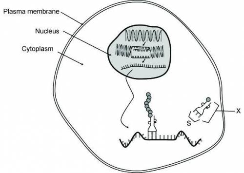 In the diagram, the process occurring in the nucleus of the cell is

A. translation, the productio