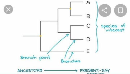 Explain how branching tree diagrams show evolutionary relationships among species