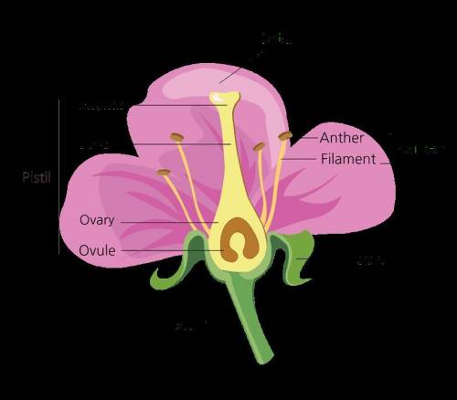 Is there a way to easily memorise the parts of a flower?? (photo for reference)