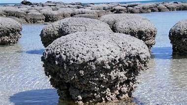How are stromatolite fossils evidence of earths early life?