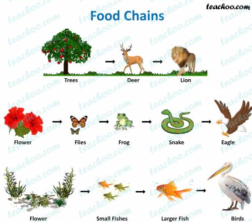 Draw three different food chains, from this food web, that contain an aphid.