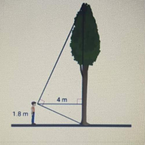 What is the height of the tree?