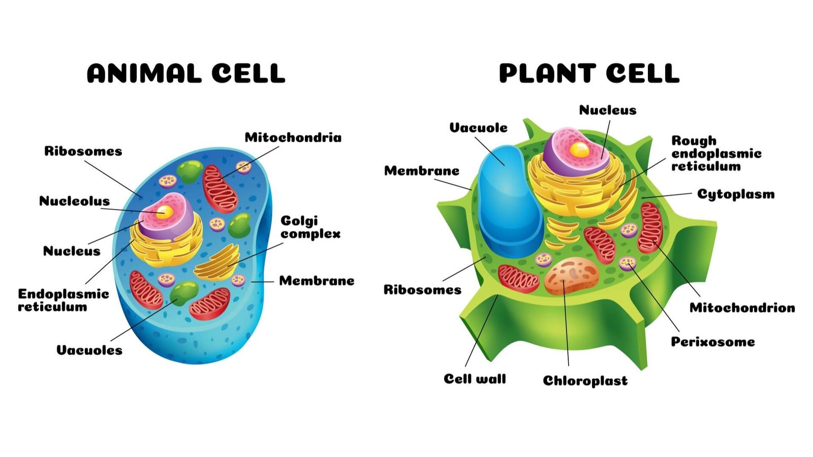 Biology Diagrams Explained in Simple Language